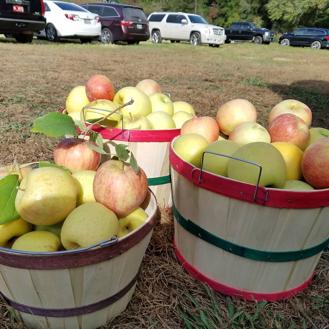 Ellijay Apple Festival Information Event Blue Sky Cabin Rentals